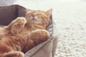 Why and How Cats Have Seizures
