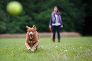 Tips To Keep Your Pet Safe All Summer Long
