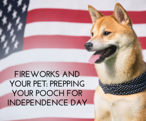Fireworks and Your Pet Prepping Your Pooch for Independence Day